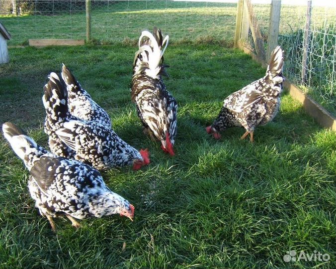 Куры легорн долматинец, инкубационное яйцо