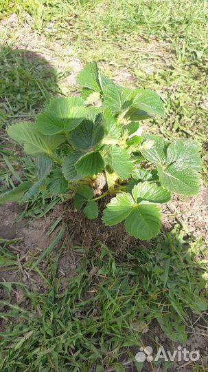 Рассада клубники