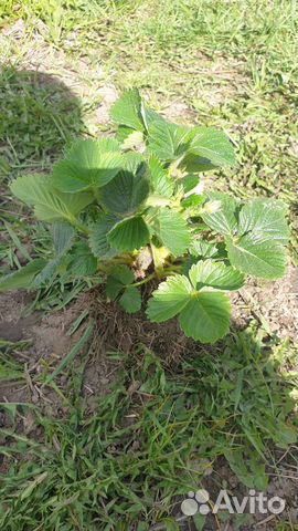 Рассада клубники