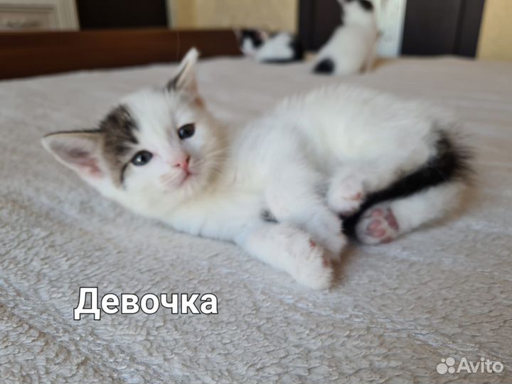 Кошка в дар бесплатно