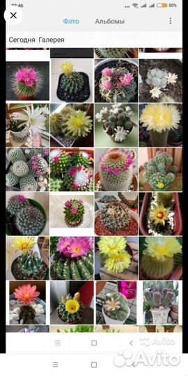 Кактусы в ассортименте