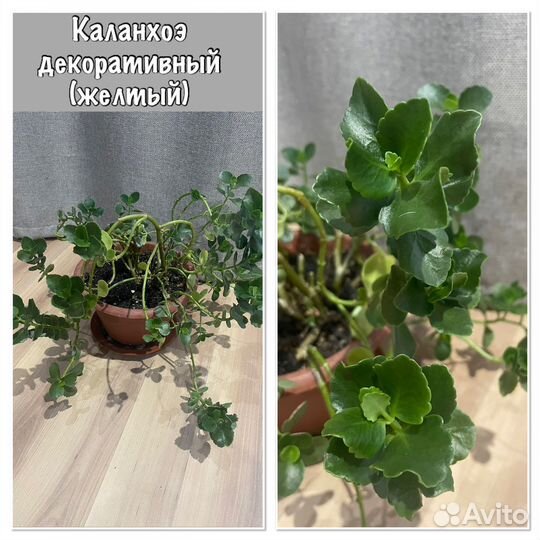 Домашние цветы