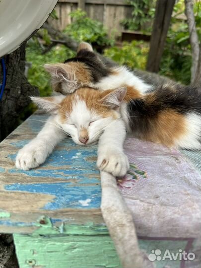Котята