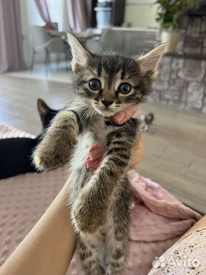 Отдам в хорошие руки котенка