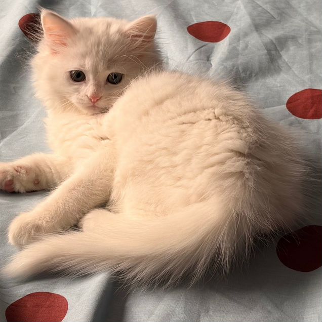 Котёнок в добрые руки
