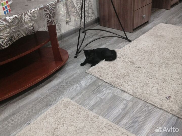 Котенок девочка 3 месяца
