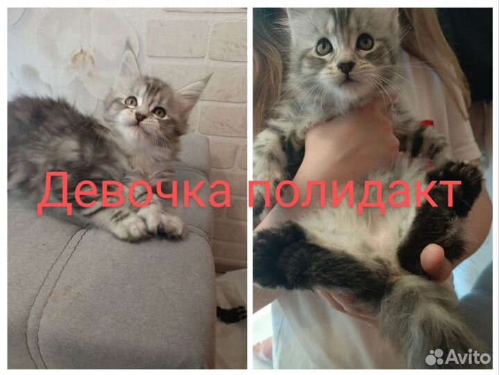 Котята мейн-кун