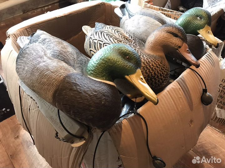 Чучела уток greenhead