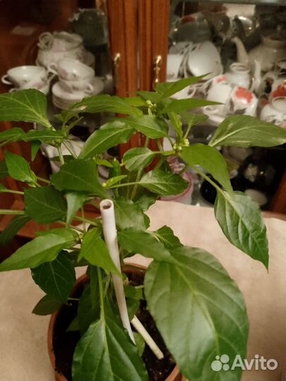 Перец комнатный острый