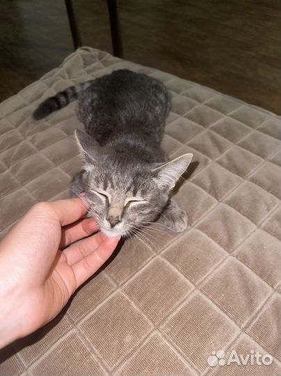 Отдам котенка в добрые руки