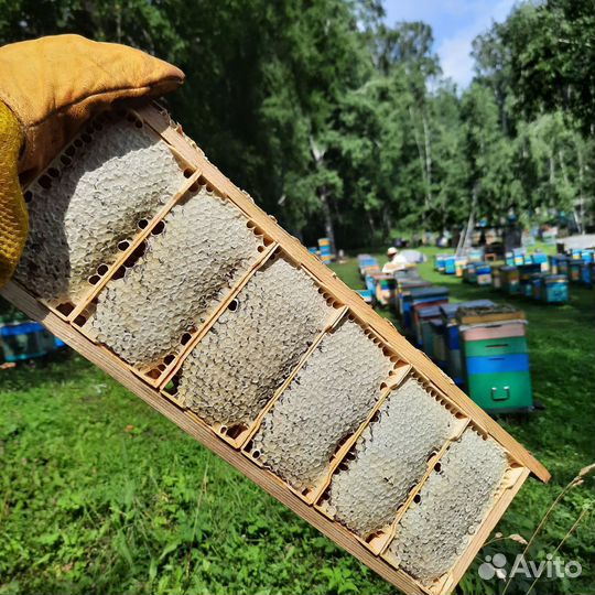 Сотовый мёд в мини-рамках (сбор 2023)