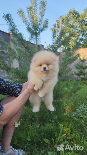 Щенки шпица