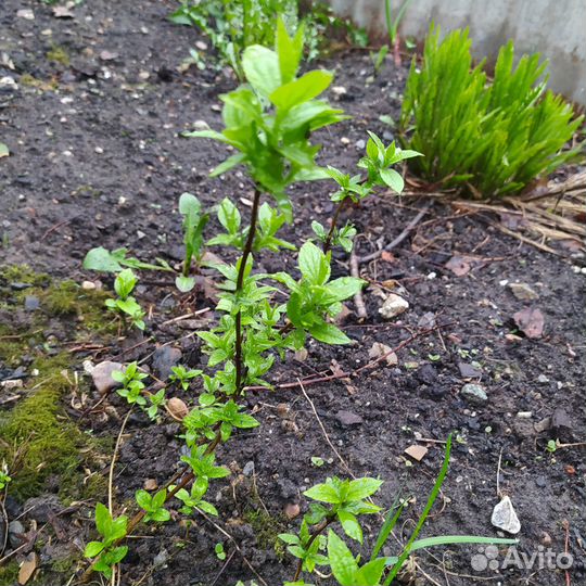 Кустовое растение Жасмин