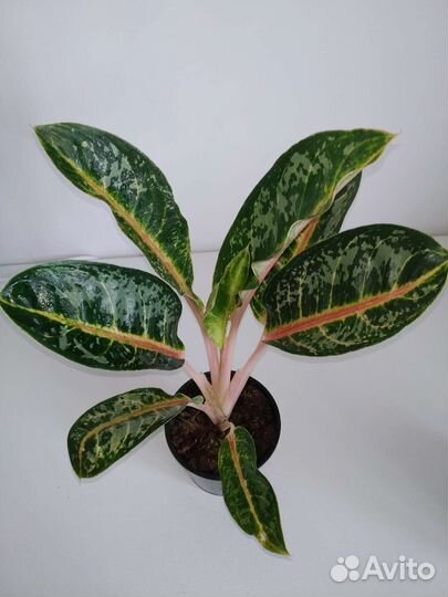 Аглаонема Чатра Монгол