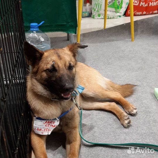 Молодая собака из приюта в дар