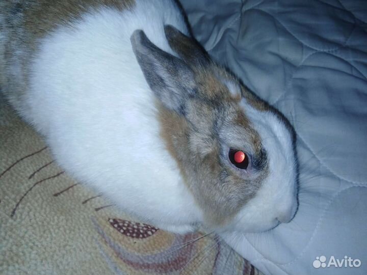 Декоративные кролики