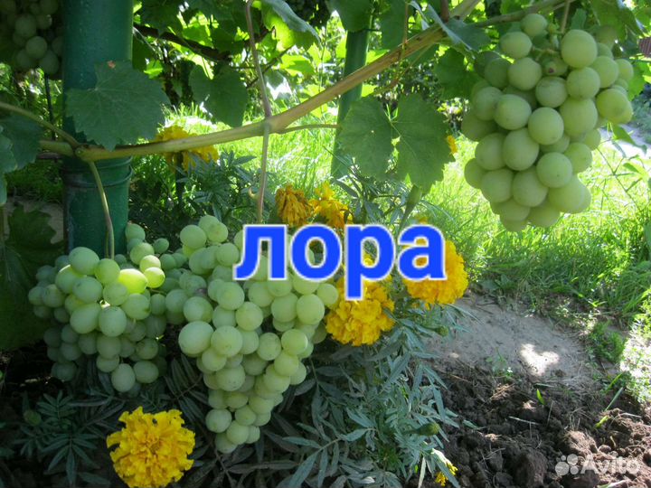 Саженцы винограда