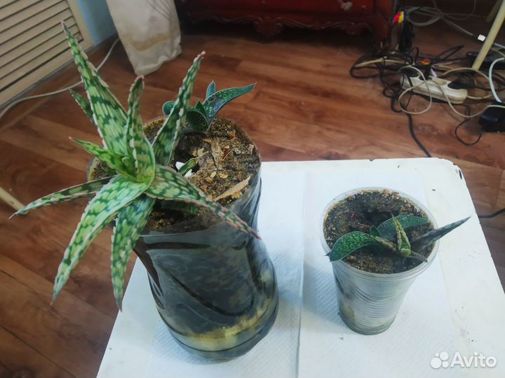 Алоэ Сноуфлейк рауха