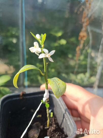 Цитрусовые растения