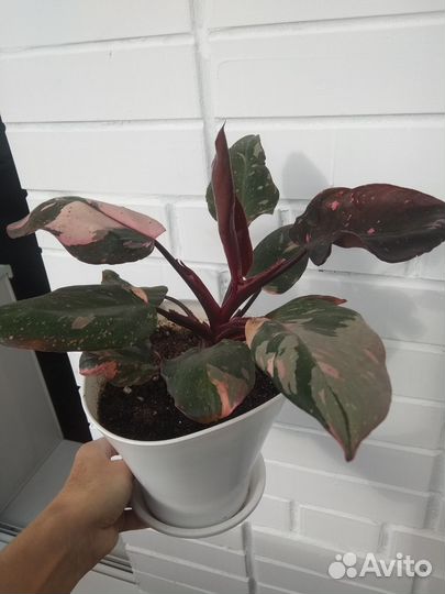 Филодендрон розовая принцесса