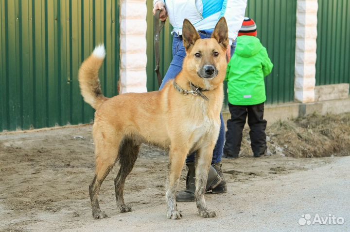 Шикарный пёс в добрые руки