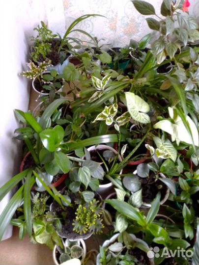 Комнатные растения цветы