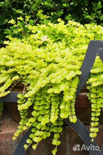 Бересклеты разные, ясколка войлочная, вербейник