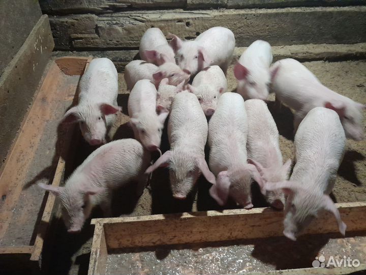 Домашние поросята
