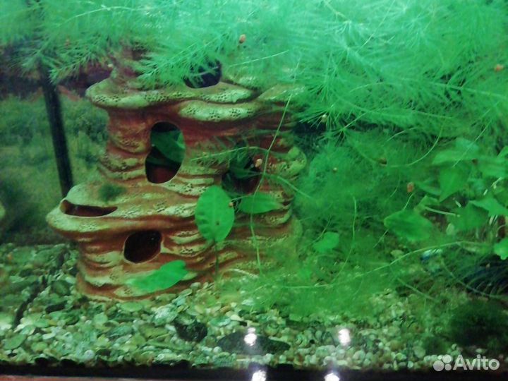 Аквариум