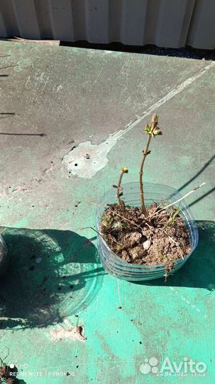 Белая сирень саженцы