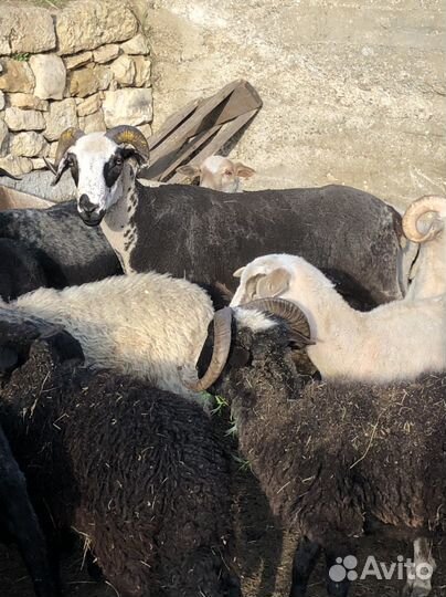 Баран Дорпер