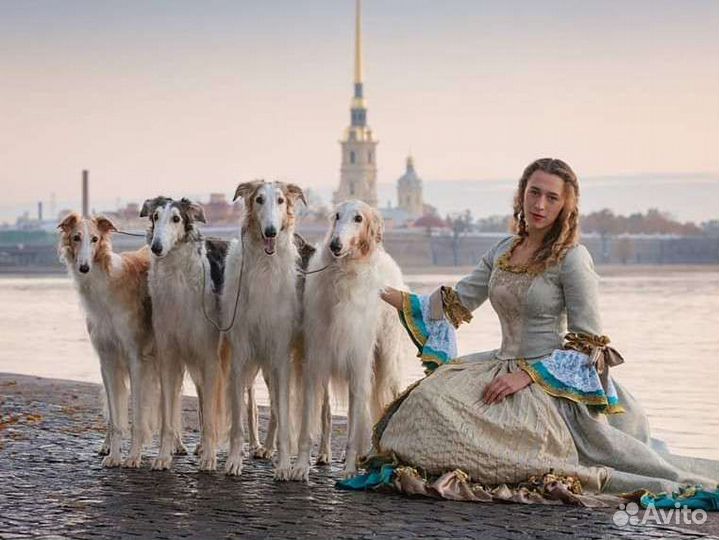 Собаки для фотосессии