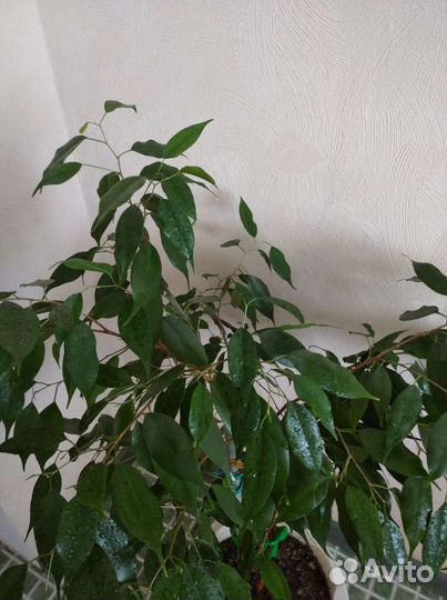 Фикус бенджамина
