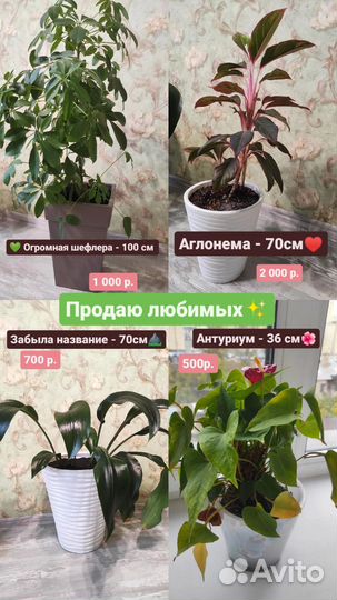 Толстянка (денежное дерево)