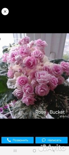 Фиалка сортовая, Листы с корнями, срез, детки