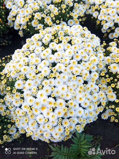 Мультифлора