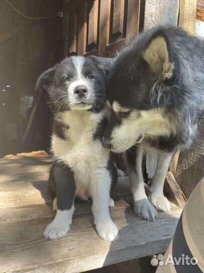 Щенок Маламута