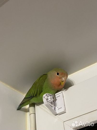 Птенцы попугаев неразлучников