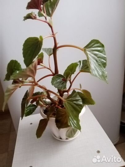 Бегония вечноцветущая