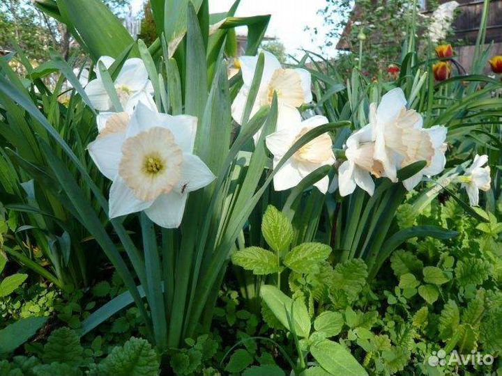 Нарцисс махровый-луковицы