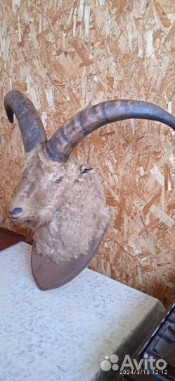 Чучела животных