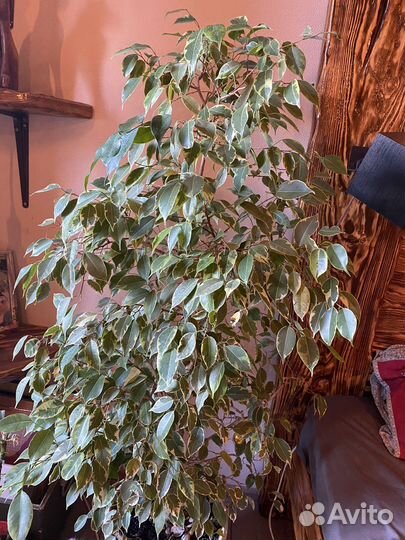 Фикус бенджамина