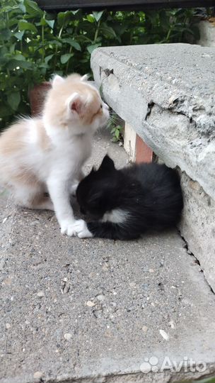 Котята в добрые руки, мальчики