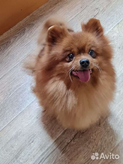 Шпиц взрослая девочка