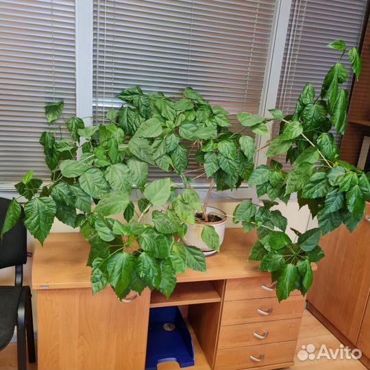 Комнатные цветы бесплатно