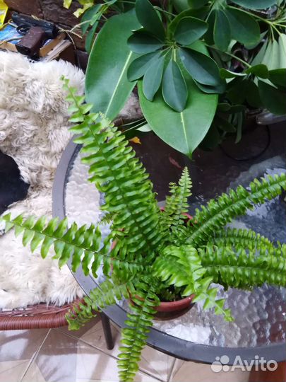 Нефролепсис