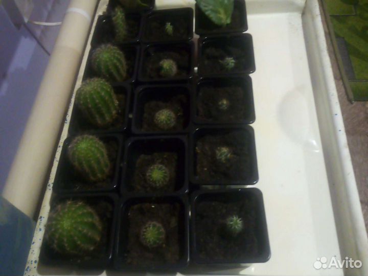 Кактус цветущий