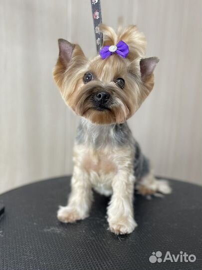 Стрижка собак