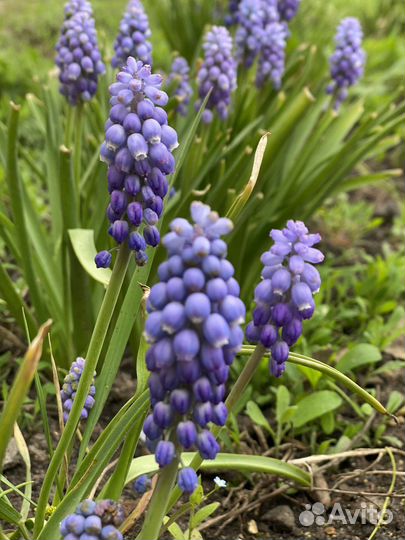 Растения для сада мускари