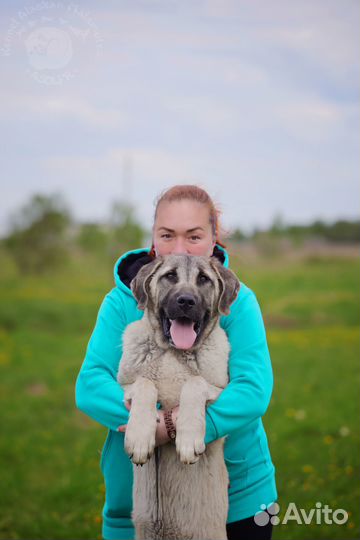 Турецкий Кангал